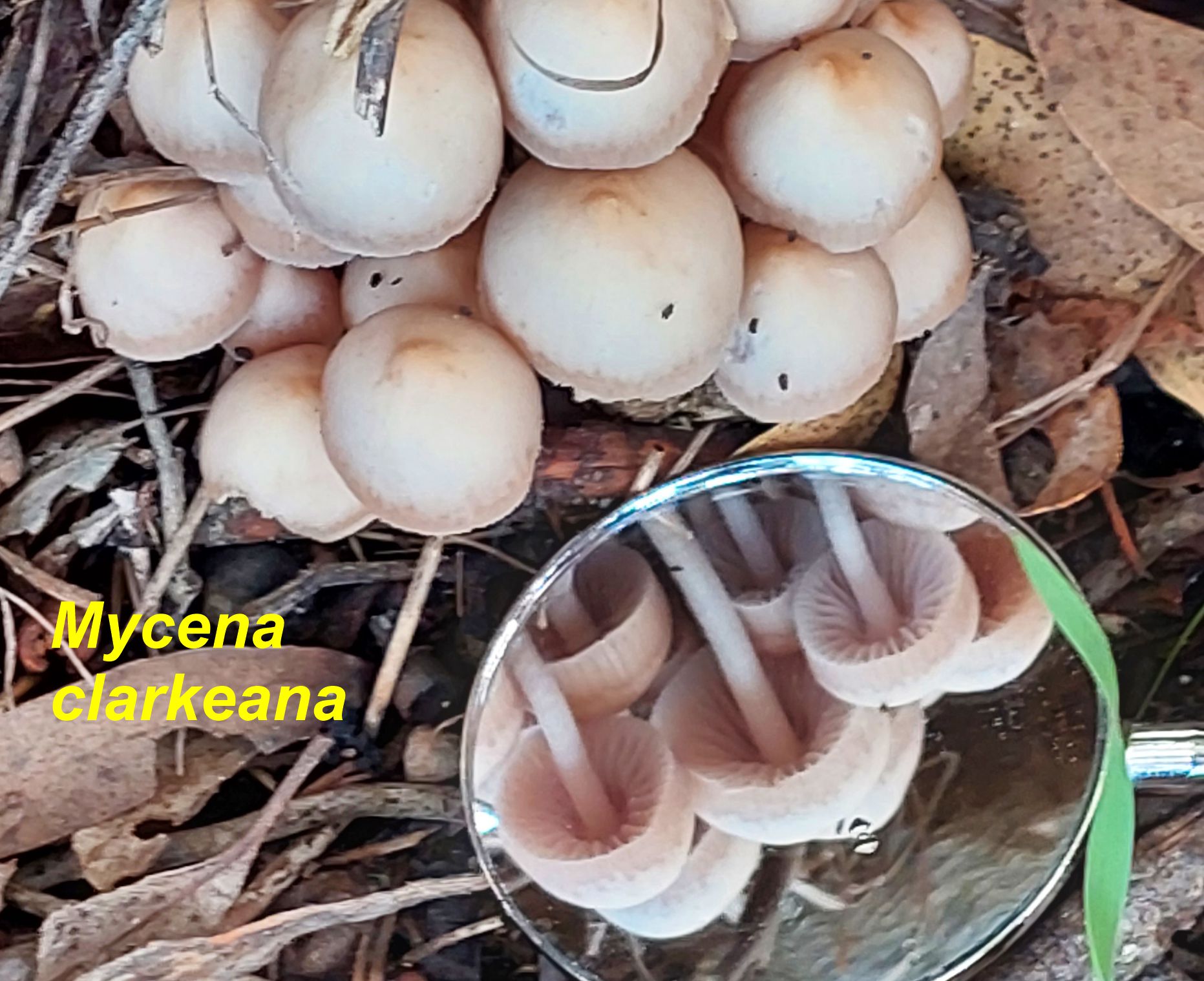 Mycena clarkeana